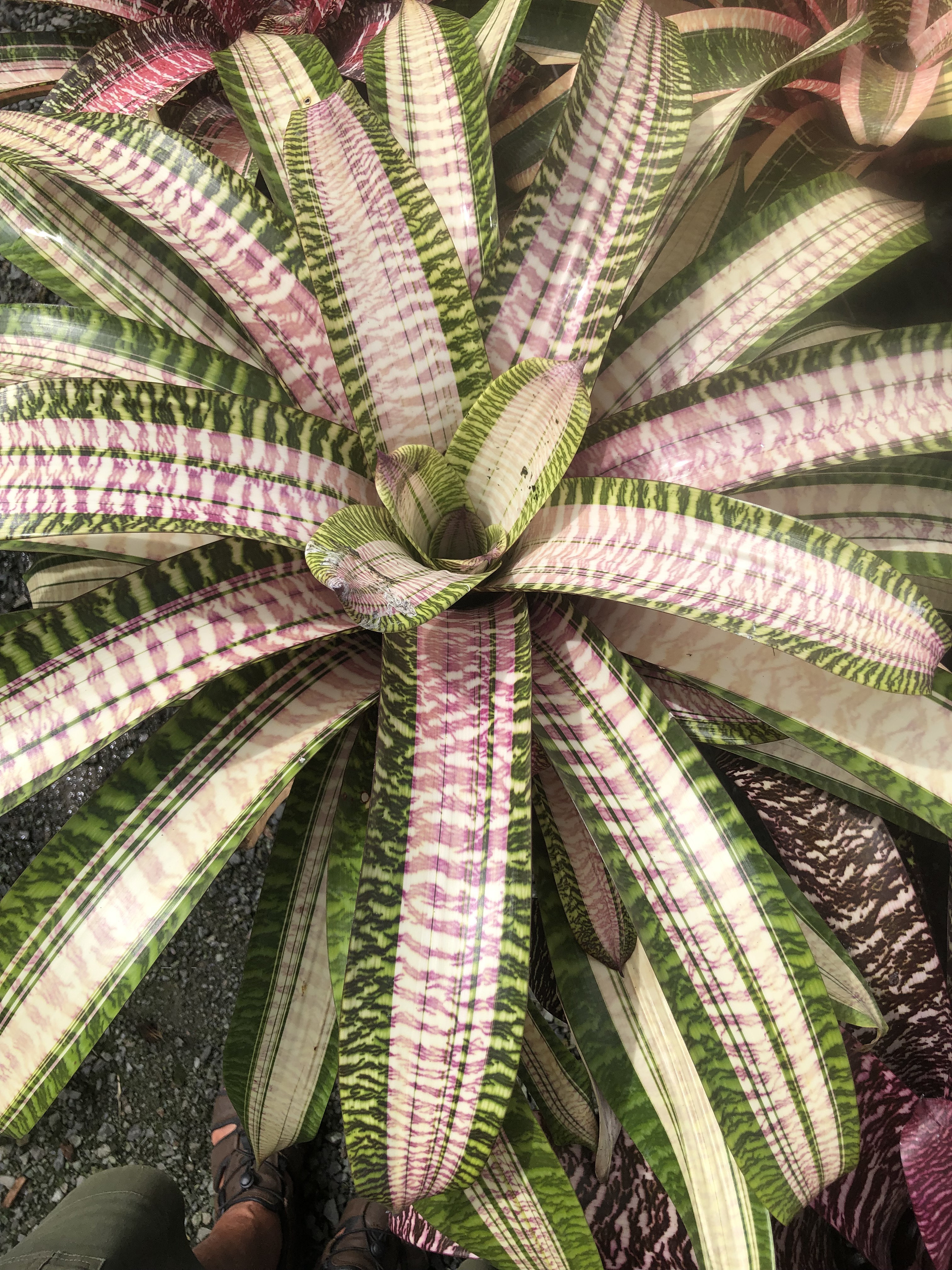 Vriesea 'Wild Jean' | Fantastic Gardens Hawaii